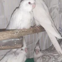 جوجه عروس هلندی آلبینو ایزابلا گلباقالی وایت فیس