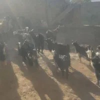 بزغاله|حیوانات مزرعه|عسگران, |دیوار