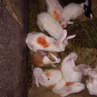 خرگوش‌۶۰۰