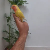 طوطی برزیلی یونگ