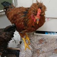 مرغ و خروس نژاد لهستانی|حیوانات مزرعه|تهران, حکیمیه|دیوار