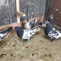 نر ماده هوایی|پرنده|مشهد, شهید بصیر|دیوار