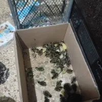 جوجه بوقلمون