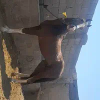 خرید فروش اسب