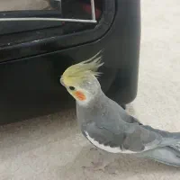 عروس هلندی گم شده