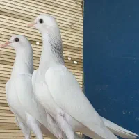 کبوتر پتی واله