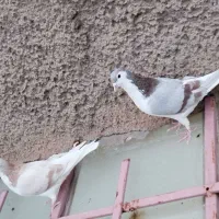 کفتر نروماده سده