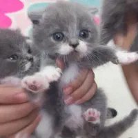 3تا گربه اسکاتیش ملوس