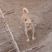 توله سرابی