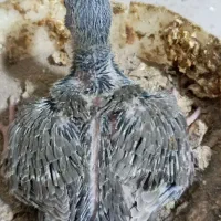 جوجه سینه|پرنده|قم, شهر قائم|دیوار