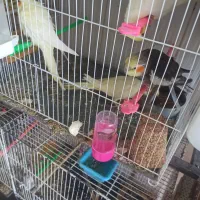 کوتوله وعروس هلندی|پرنده|گلبهار, شهر جدید گلبهار|دیوار