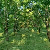 فروش باغ۵۳۰ متری درمحدودپل زمانخان شوراب|فروش زمین و ملک کلنگی|شاهین‌شهر, فردوسی|دیوار