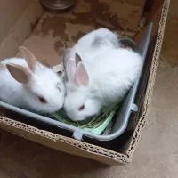 خرگوش