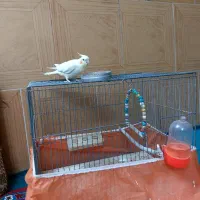 عروس هلندی زیبا بازی گوش|پرنده|اردکان, |دیوار