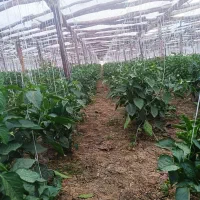 گل خانه چوبی فروشی|عمدهفروشی|مبارکه, |دیوار