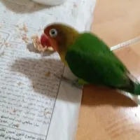 پرنده طوطی برزیلی اطراف پارک نیک مرام گمشده