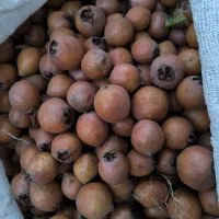 ازگیل (کنوس)|خوردنی و آشامیدنی|حویق, |دیوار