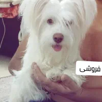سگ پشمالونژادشتیزو باتوله ها بفروش می‌رسد.|سگ|مشهد, انقلاب|دیوار