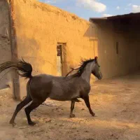 مادیان ۳ساله کره سیروان بامدارک