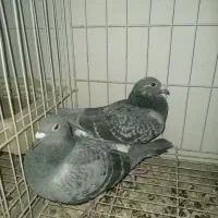 کبوتر پلاکی