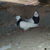 کبوترطوقی همه مولد|پرنده|کلاله, |دیوار