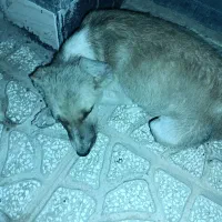 واگذاری کاملا رایگان سگ