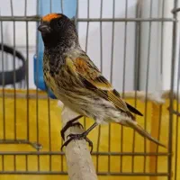 سهره گلبسر مست|پرنده|فردیس, نگارستان|دیوار