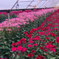 گل داودی به قیمت گلخانه|گل و گیاه طبیعی|پاکدشت, پاکدشت (مامازند)|دیوار