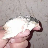 بلدرچین مینیاتوری|حیوانات مزرعه|رودسر, |دیوار