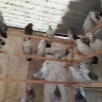 کفتر|پرنده|تهران, دستغیب|دیوار