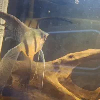 ماهی انجل جوفت