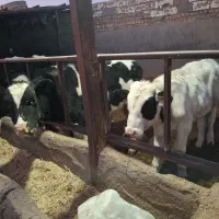 گوساله نر|حیوانات مزرعه|جعفرآباد, |دیوار