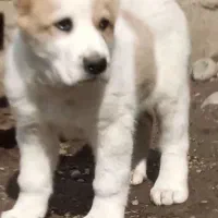 واگذاری آلابای سنگین وزن نگهبان و گله