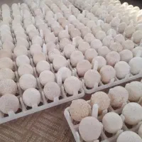 تخم بوقلمون غاز برهما لاری