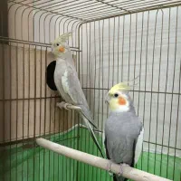 عروس هلندی یجفت بالغ اماده وجوجه 9ماهه