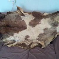 پشم گوسفند دباغی شده