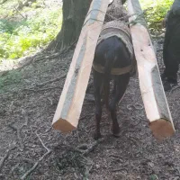 الاغ ارام باری|حیوانات مزرعه|رحیمآباد, |دیوار