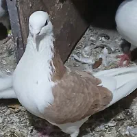 کبوتر پشتارجفت|پرنده|تیکمه داش, |دیوار