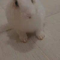 خرگوش