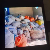 خریدار مشمپا و کارتون