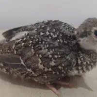 پرنده زینتی|پرنده|تبریز, |دیوار