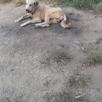 سگ گمشده