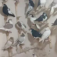 کبوتر دزدیده