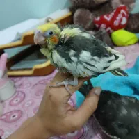 عروس هلندی ۱ ماهه|پرنده|سوسنگرد, |دیوار