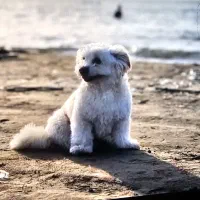 واگذاری کاملا رایگان