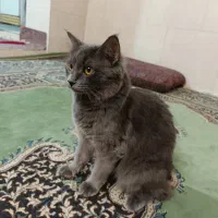 گربه میکس اسکاتیش و راشن بلو