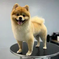 اصلاح کوتاهی مو و شستشوی سگ و گربه (حیوانات خانگی)