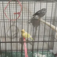 قناری نر و ماده|پرنده|قزوین, |دیوار