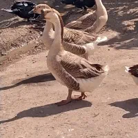 قوغاز اوکراینی.