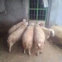 قوچ شیره دار۵عدد۱۸۰ تومان